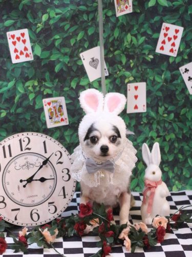 20250425レイくん